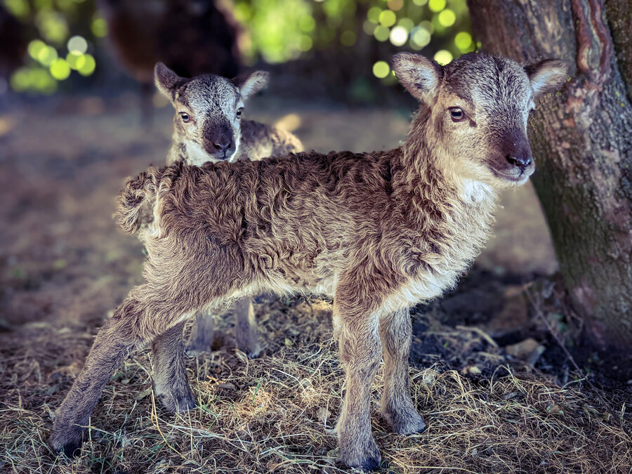 Unbaalievable! Soay lambs born this August at Flag Fen.